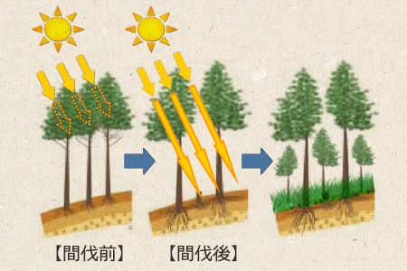 間伐前間伐後